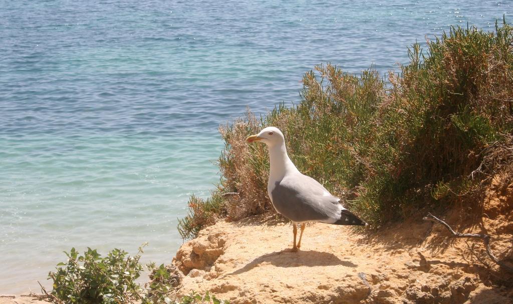 فيلا Casa Dos Pinheiros, Sesmarias, البوفيرا الغرفة الصورة